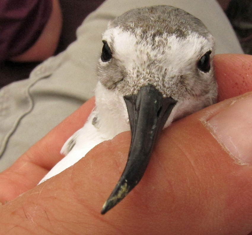 Wrybill Pukorokoro Miranda