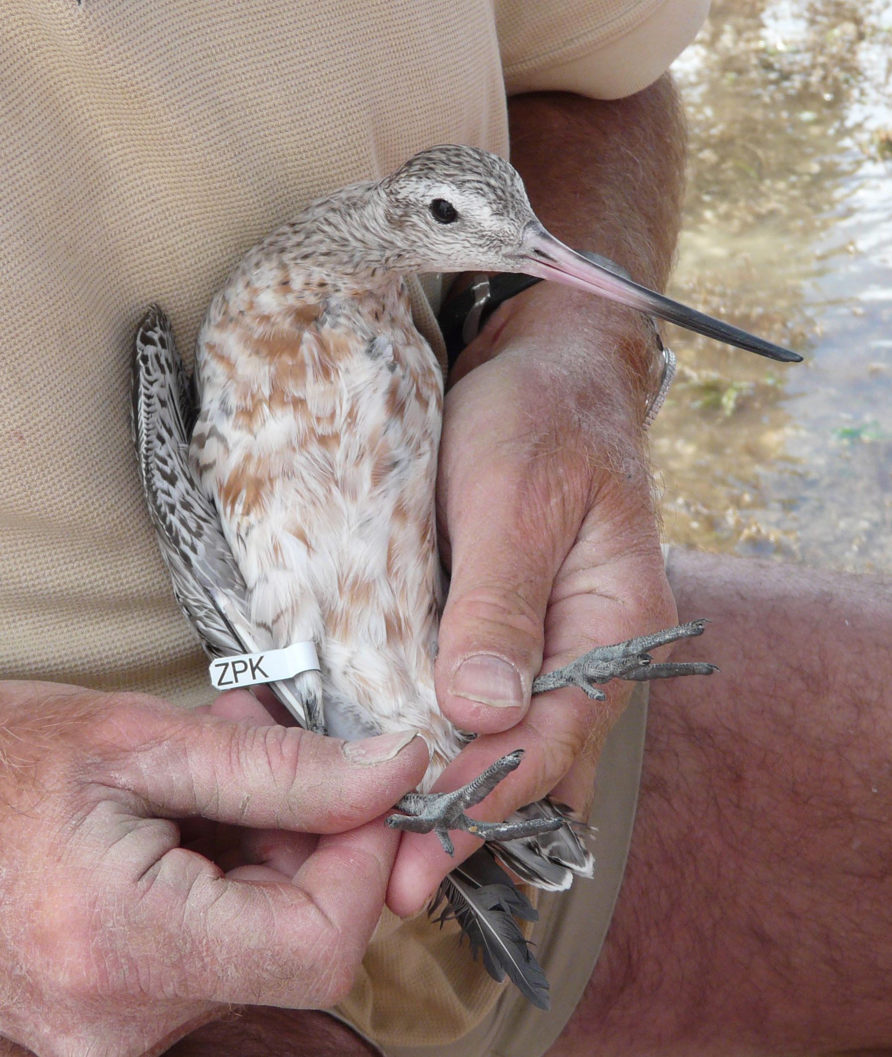 Godwit Pukorokoro Miranda