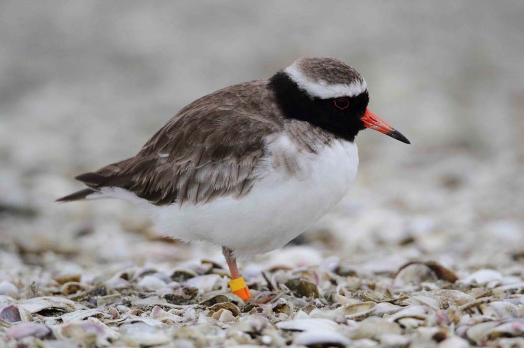 pukorokoro miranda shorebird centre shore plover