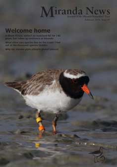 Pukorokoro Miranda Shorebird Centre shore plover