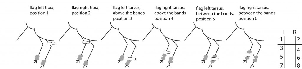 flag positions