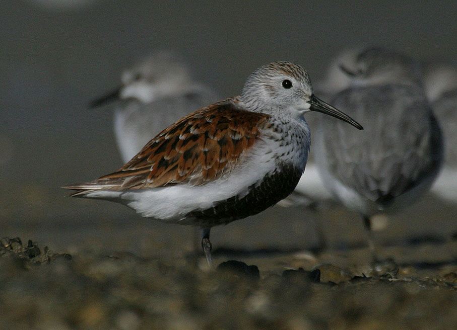 Dunlin 2