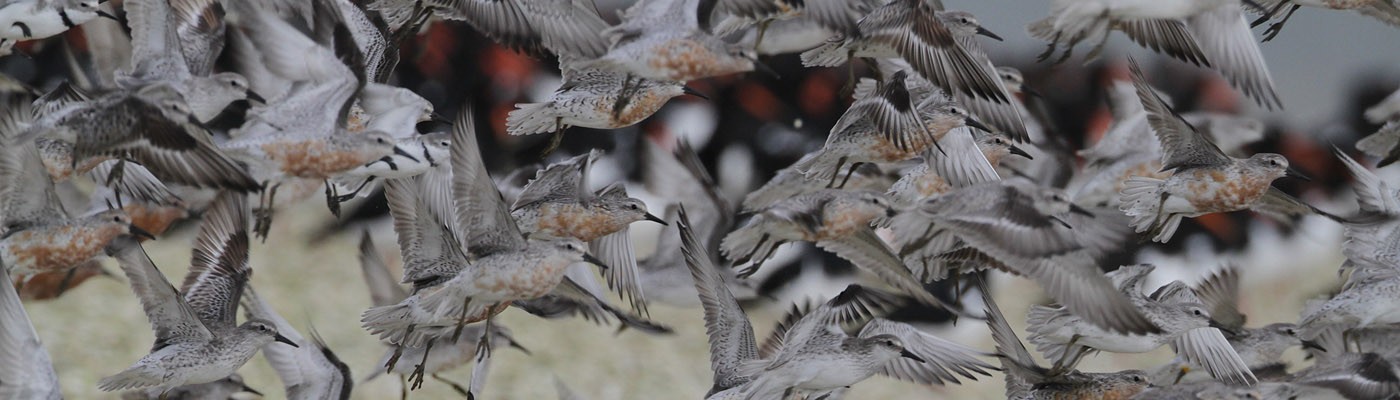 Pūkorokoro Miranda Shorebird Centre