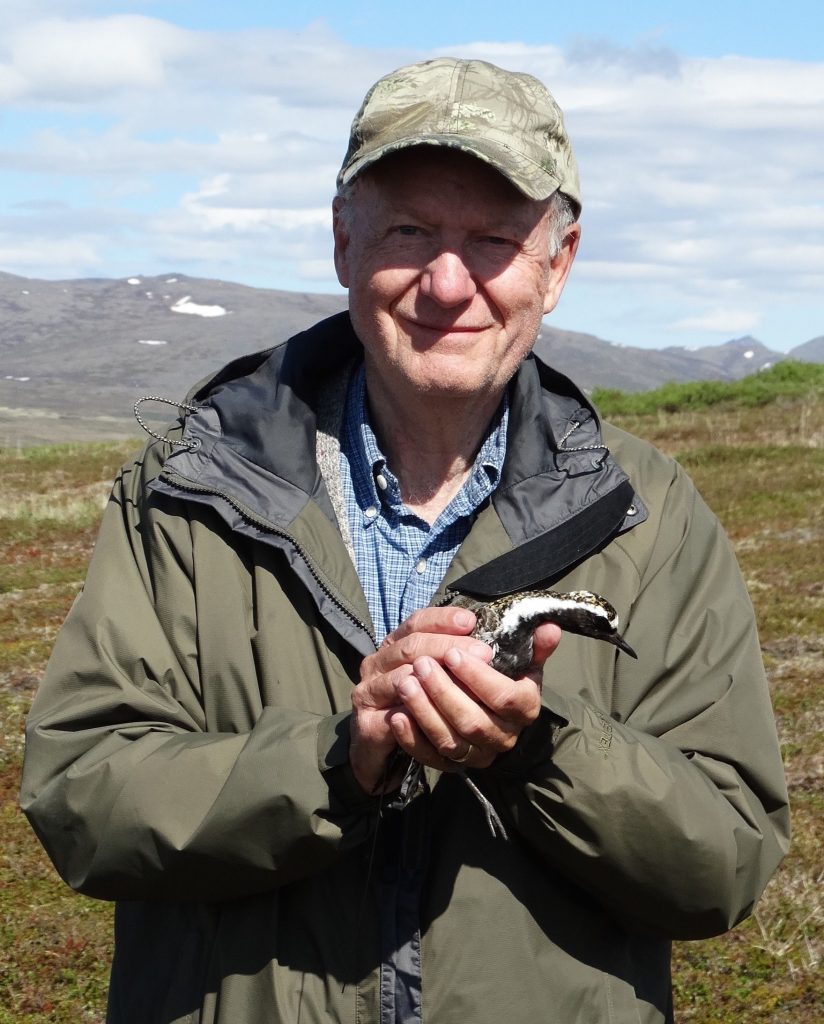 Pacific Golden Plover Researcher Pukorokoro Miranda