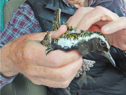 pacific golden plover pukorokoro miranda