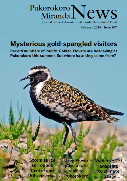 Pukorokoro Miranda News Pacific Golden Plover