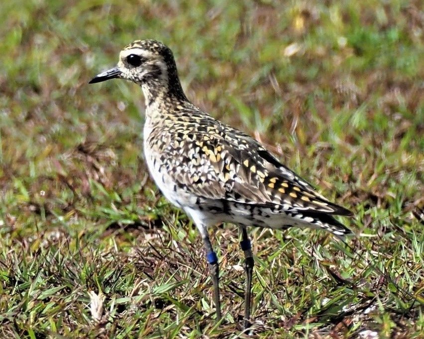 pacific golden plover pukorokoro miranda