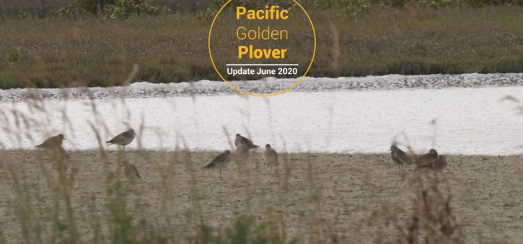 Kuriri Pacific Golden Plover Pukorokoro Miranda Shorebird Centre