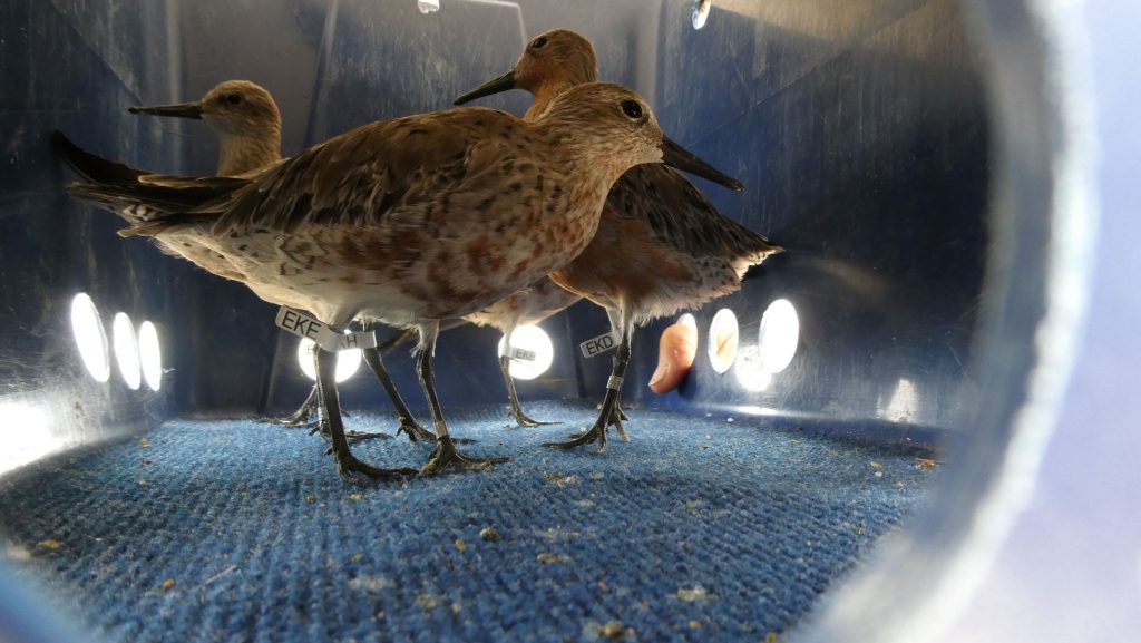 Red Knot Pukorokoro Miranda