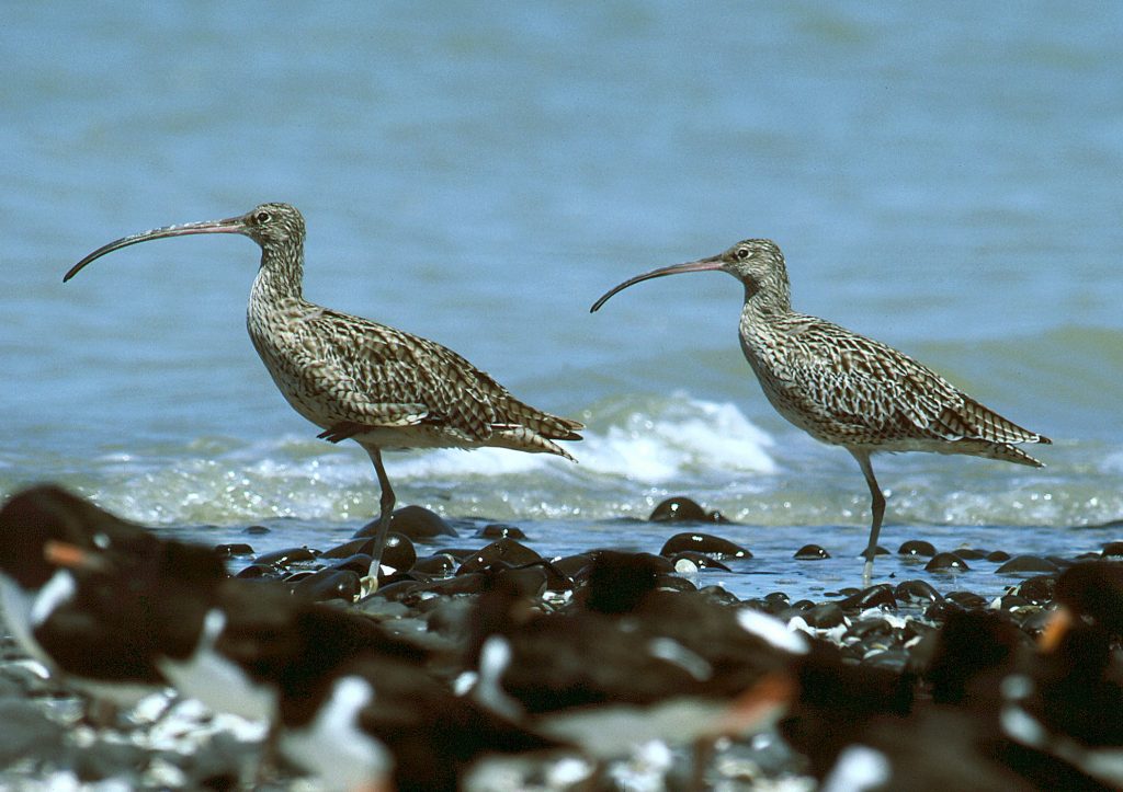 eastern curlew pukorokoro miranda