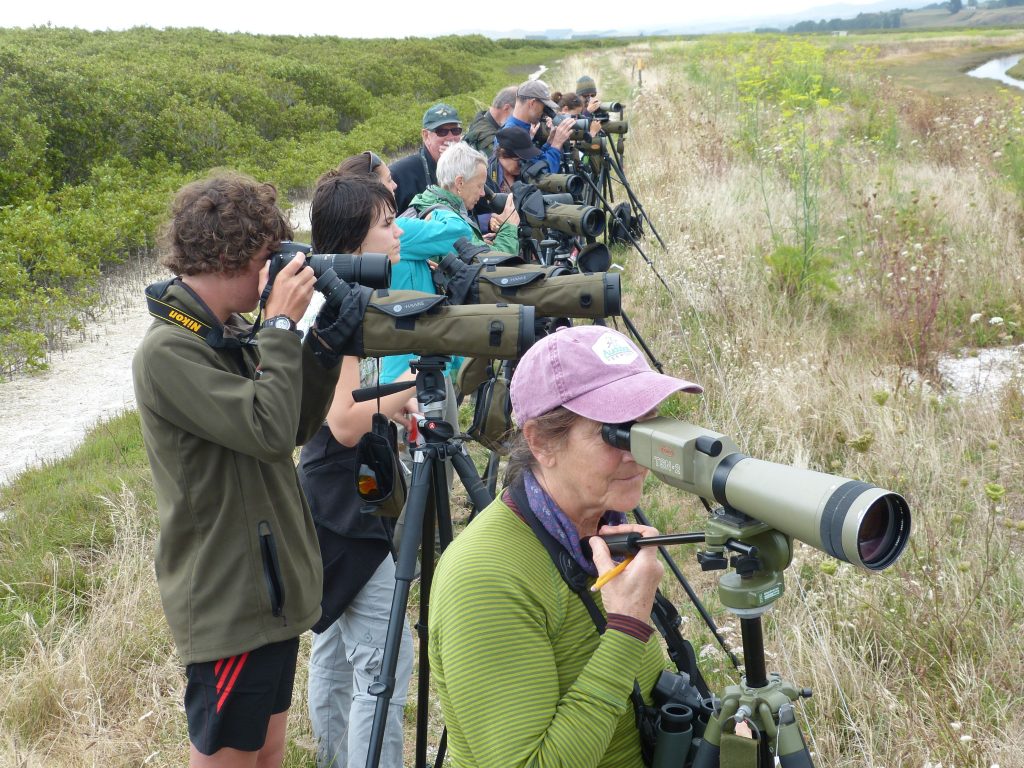 Pukorokoro Miranda Shorebird Centre course