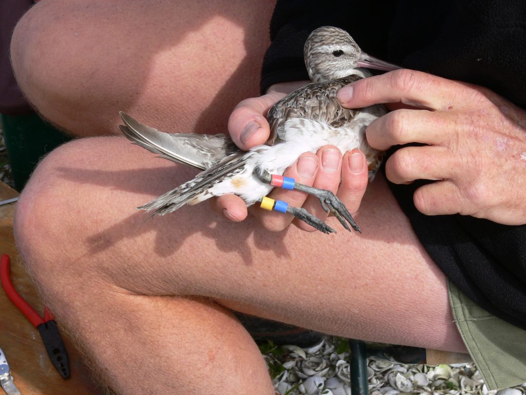 Pukorokoro Miranda Shorebirds Centre godwit migration