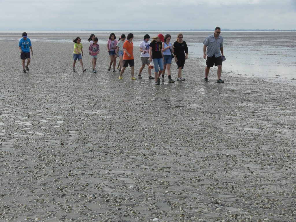 Pukorokoro Miranda Shorebird Centre course education school trip