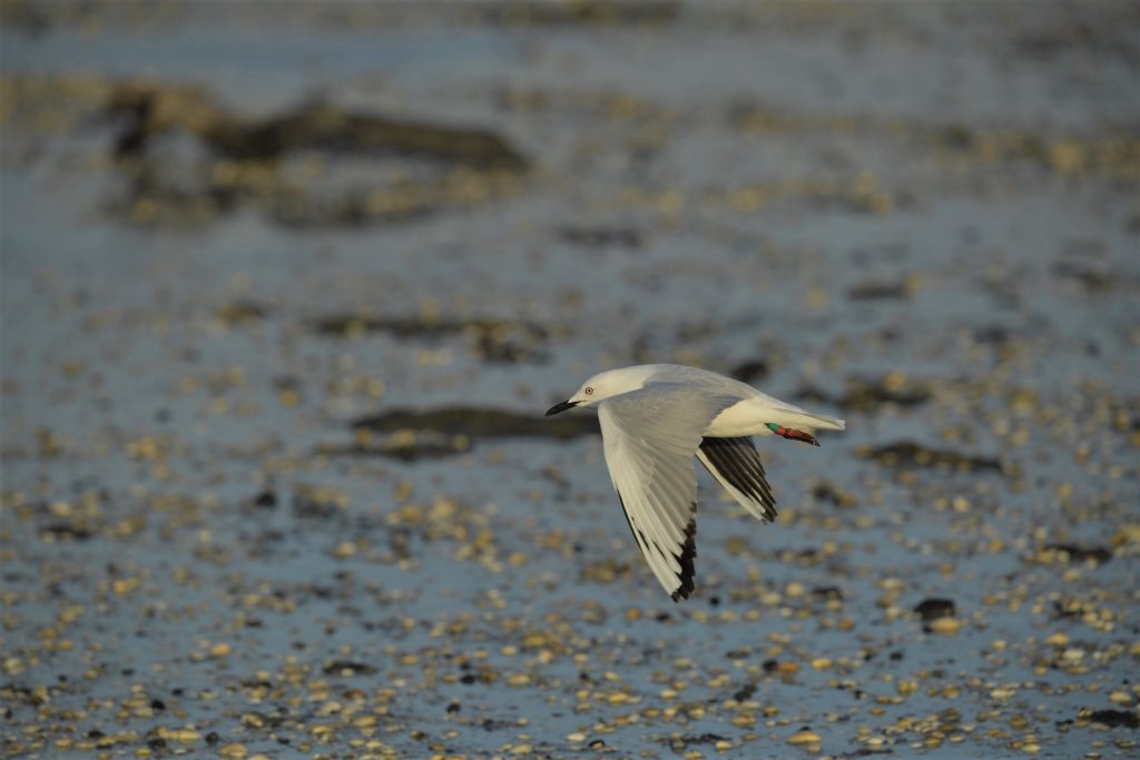 Pukorokoro Miranda Shorebird Centre black billed gull bird banding