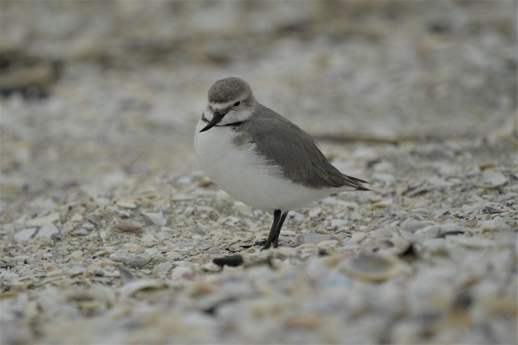 Wrybill NZ