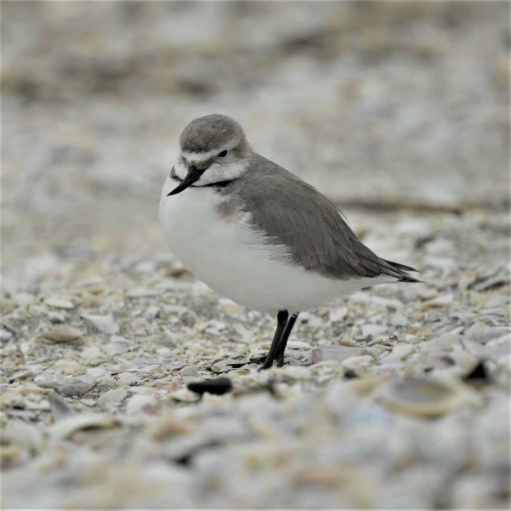 wrybill pukorokoro miranda