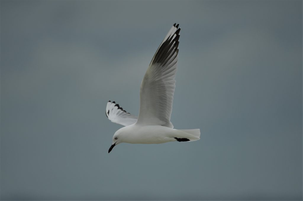 Black Billed Gull Pukorokoro Miranda