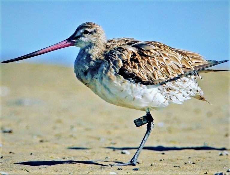 E7 Godwit Pukorokoro Miranda