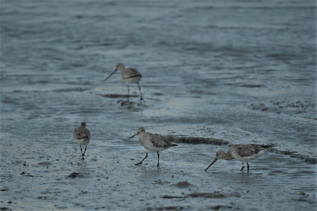 Bar Tailed Godwit Pukorokoro Miranda