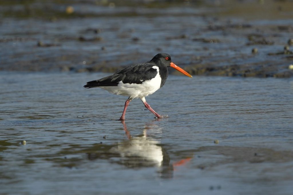 Oystercatcher SIPO Pukorokoro Miranda