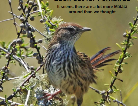 Magazine February 2021 – Look out for Fernbirds