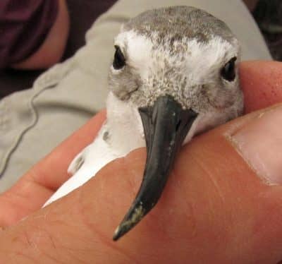 Wrybill Shorebird Pukorokoro