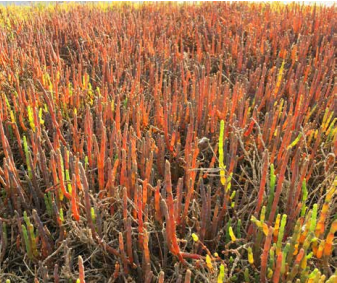 glasswort-plant