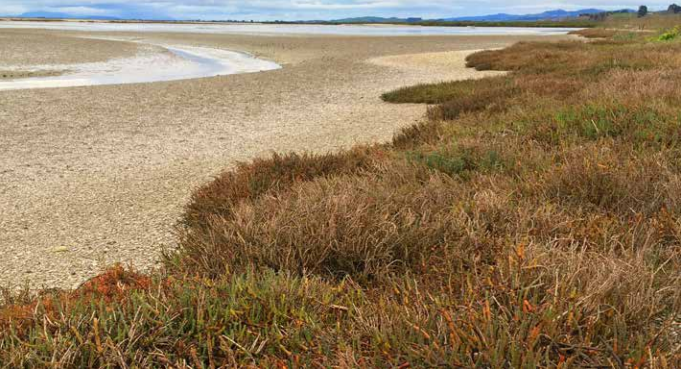 Glasswort at Pukorokoro Miranda.