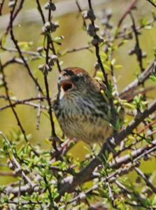 Fernbird