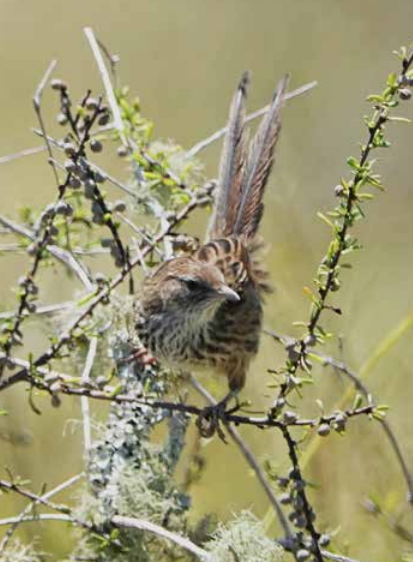 Fernbird in Ribbonwood