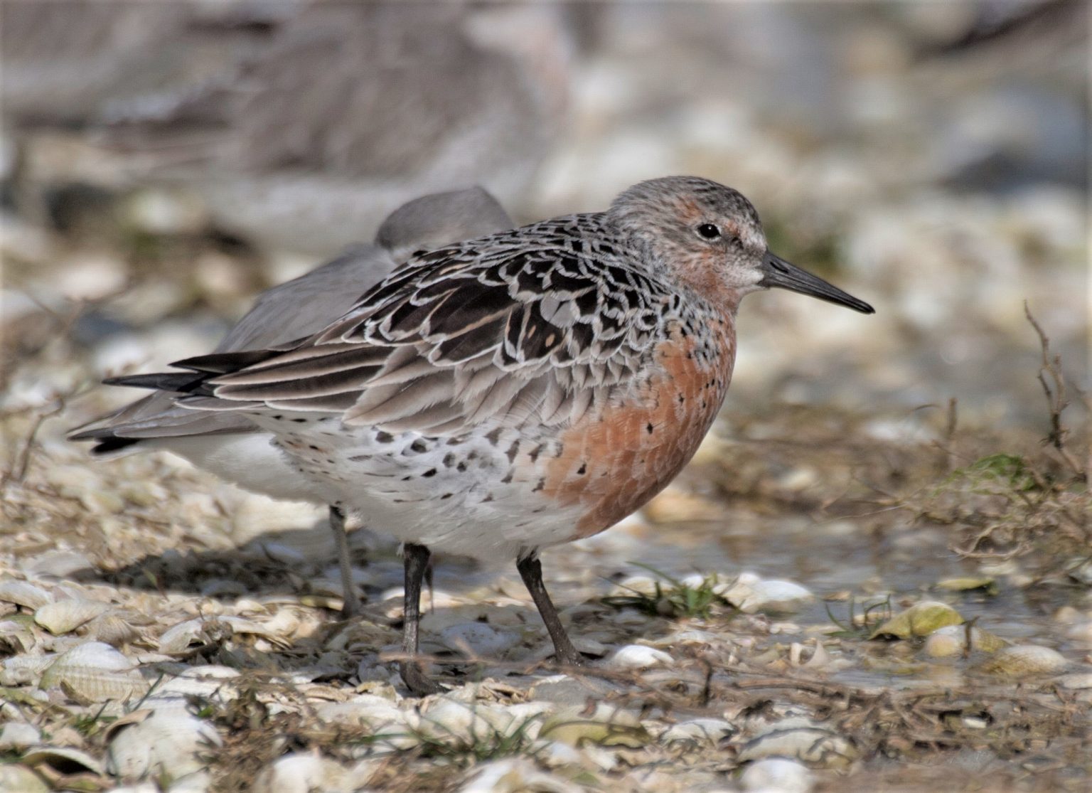 Welcome To The Shorebird Centre - Pūkorokoro Miranda Shorebird Centre