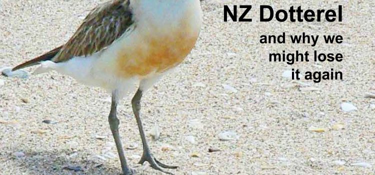 Magazine November 2021 – How we saved the Northern NZ Dotterel