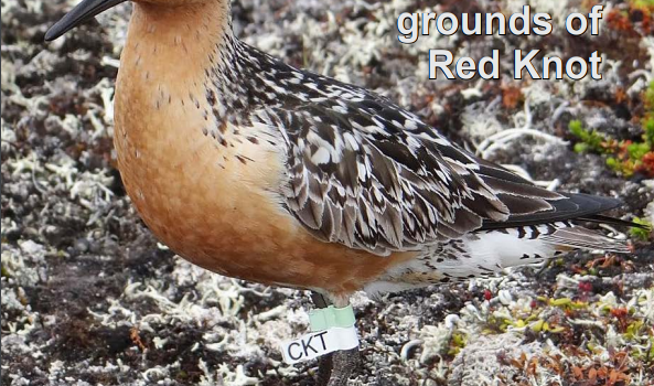 Magazine February 2022 – Red Knots in Russia