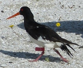 Tōrea – South Island Pied Oystercatchers on the move