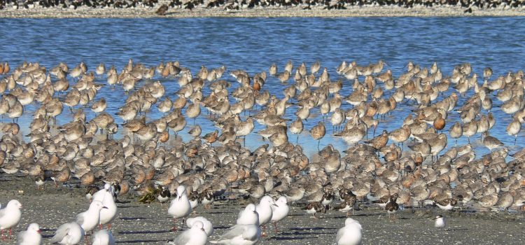 Recent Sightings February 2026