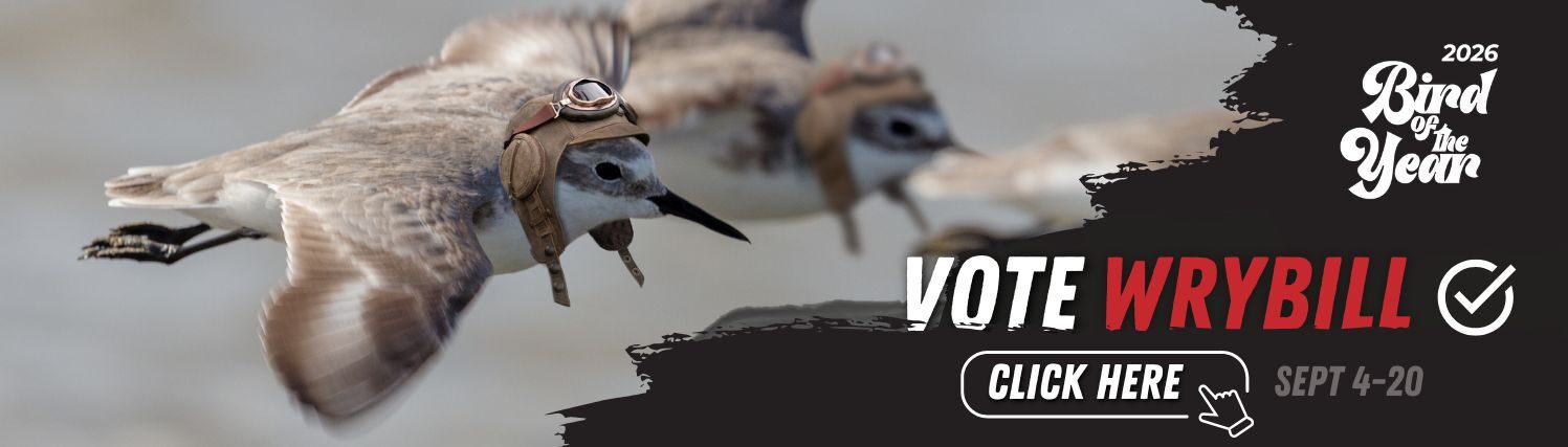 Pūkorokoro Miranda Shorebird Centre